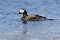 Hoholka ledni - Clangula hyemalis - Long-tailed Duck 8261